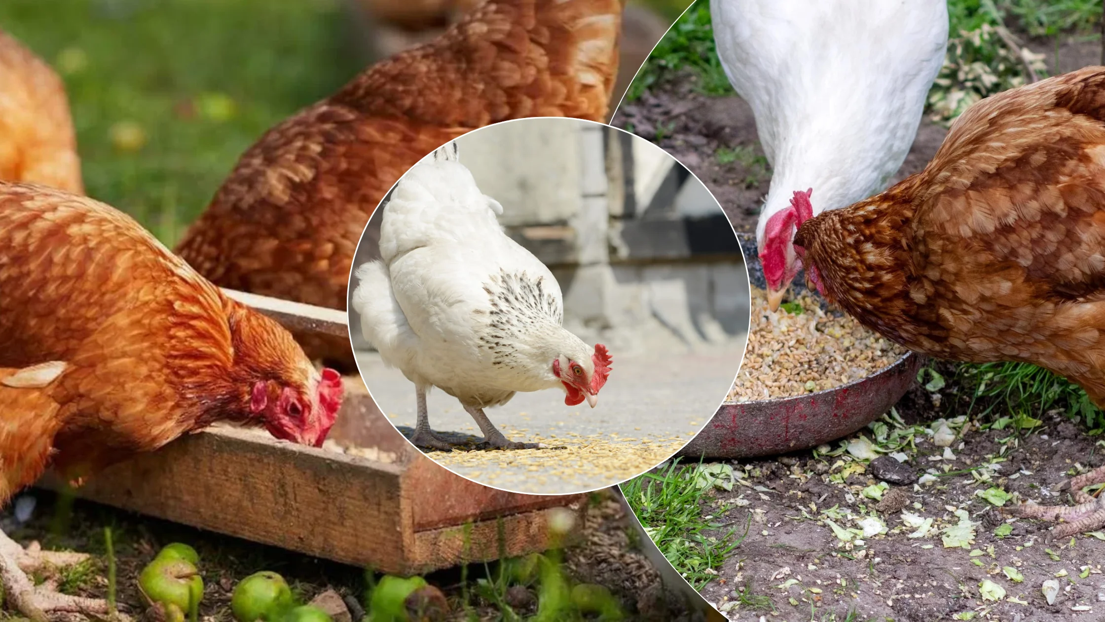 Can Chickens Eat Common Foods? A Practical Guide About What Chickens Can Eat