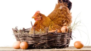 Egg Bound Chickens: Symptoms, Treatment, and How to Help Your Hens Stay Healthy