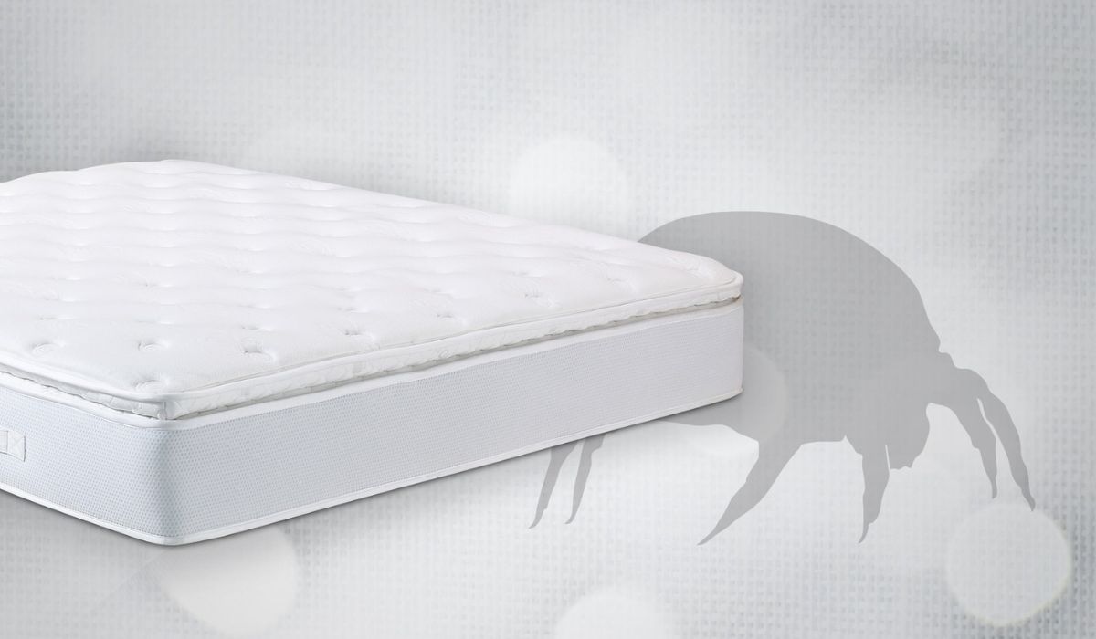 What to Know: Anti Allergy Bedding vs. Dust Mites?