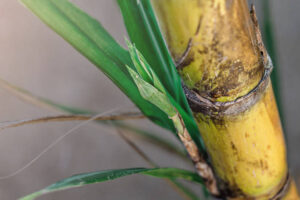 Managing Sugarcane Pests and Diseases for Healthy Crops