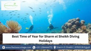 Best Time of Year for Sharm el Sheikh Diving Holidays