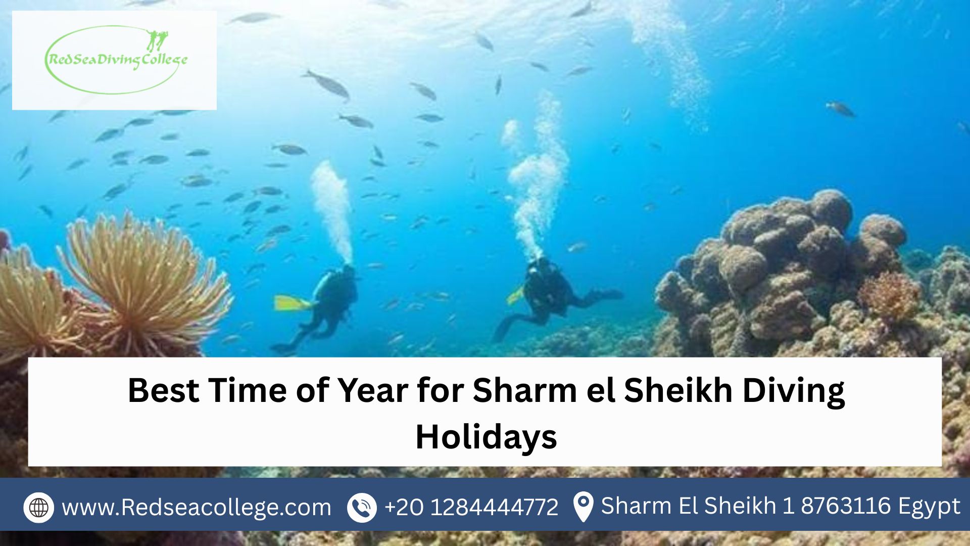 Best Time of Year for Sharm el Sheikh Diving Holidays