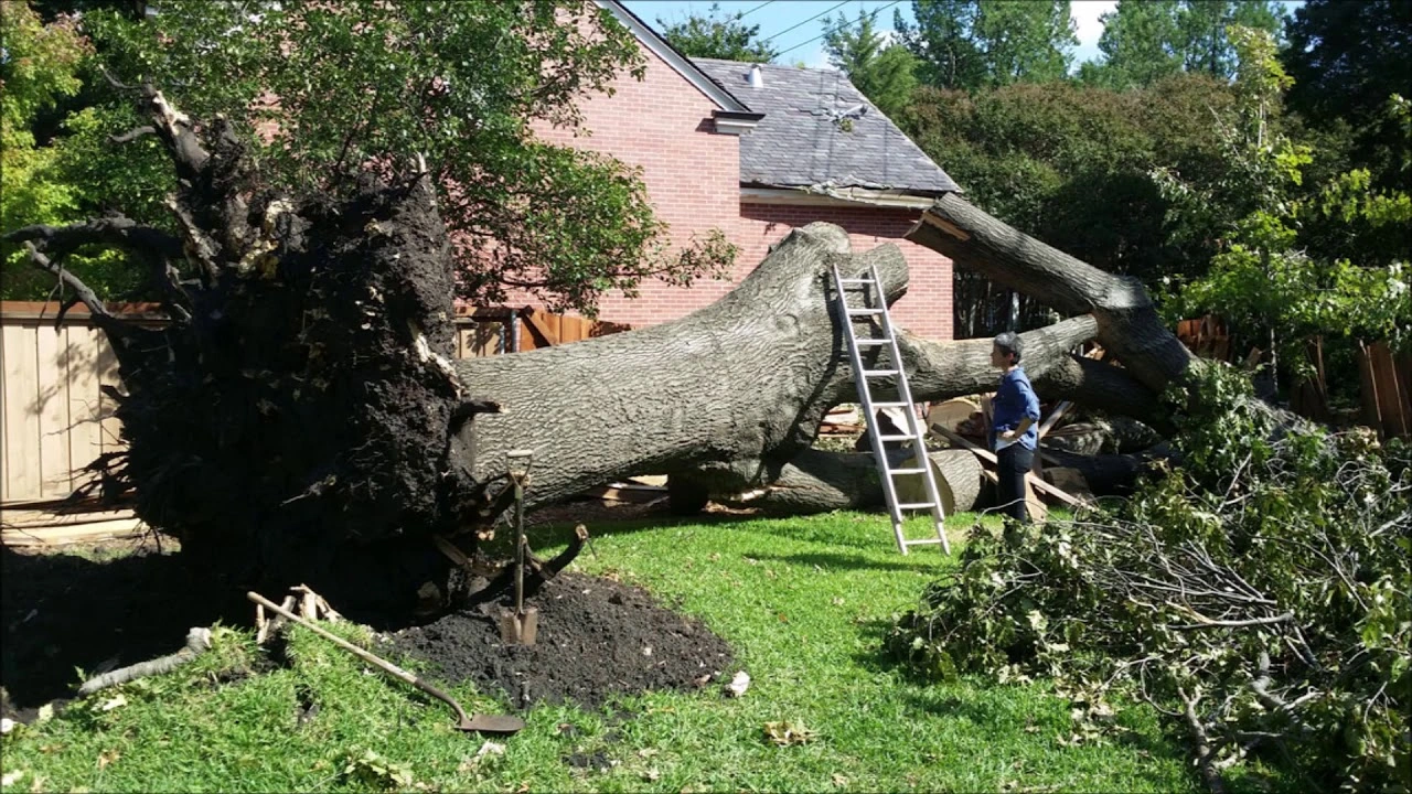 Expert Guide to Deadwood Removal In Milton Keynes Services