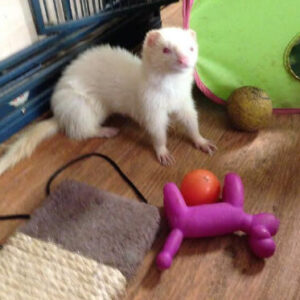 Ferret Toys Market- Size, Growth, Market Overview, Competitive Analysis, Key Players Industry and Forecast