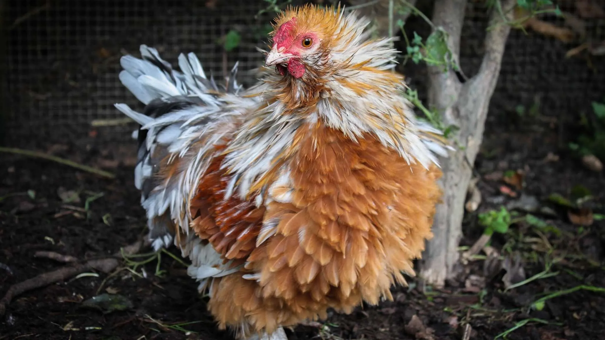 Coop Adventures: Your Complete Guide to Raising Happy Frizzle Chickens