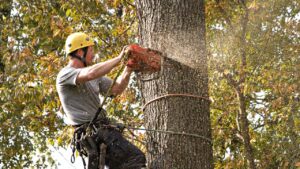When Do You Need Tree Removal Services Blackpool Help?