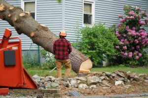 How to Choose the Right Tree Removal Service in Sheffield?