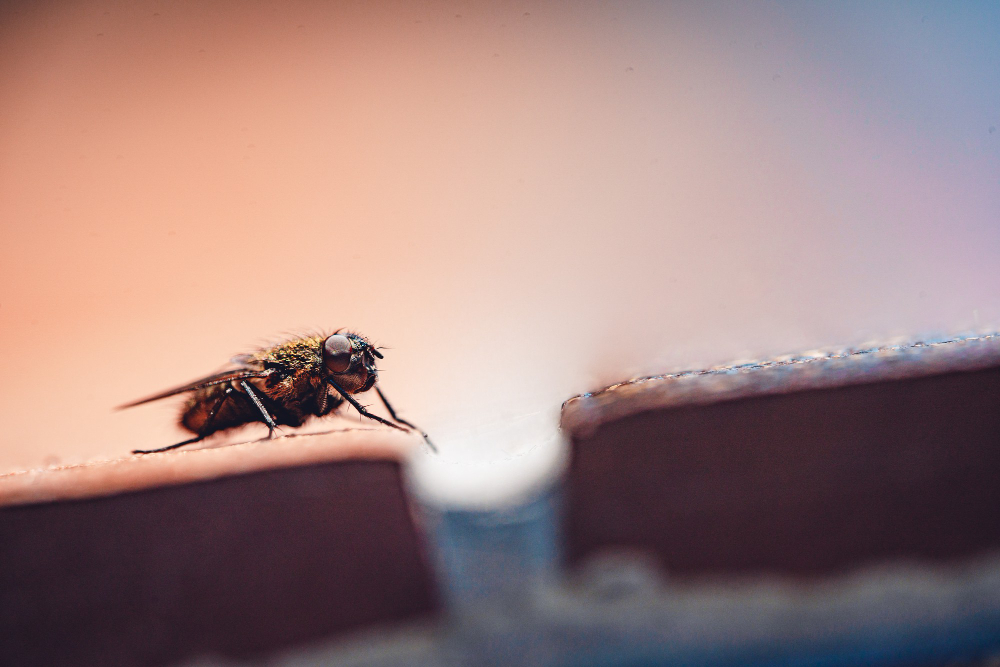 A Complete Guide to Getting Rid of Flies and Keeping Them Away