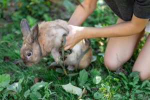 Wildlife Control in Canada: Your Guide to Humane, Effective Solutions