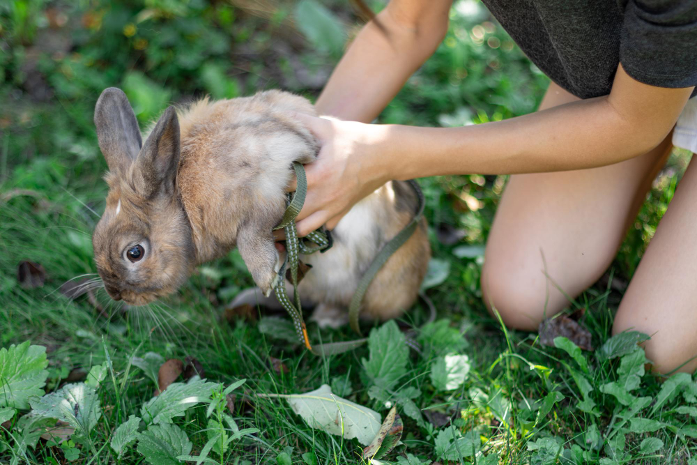 Wildlife Control in Canada: Your Guide to Humane, Effective Solutions