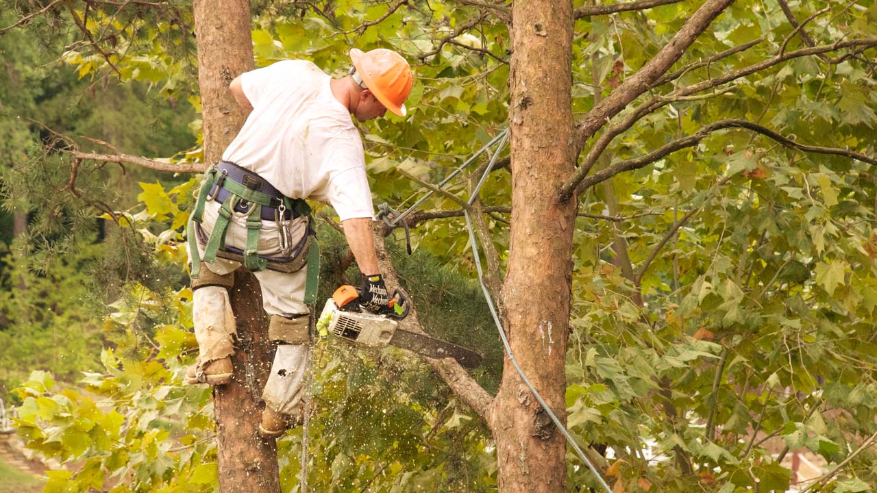 Why Hiring a Tree Surgeon in Swindon Is Worth Every Penny