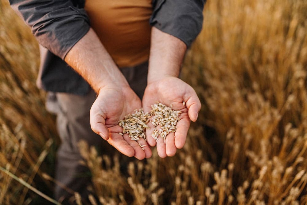 Why Should Farmers Prioritize Reliable Seed Processing?
