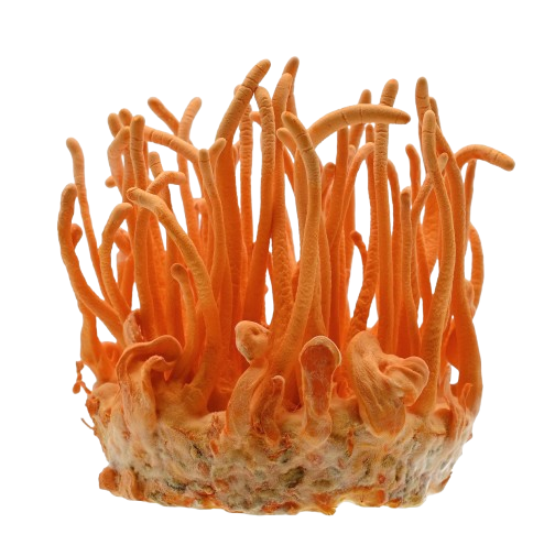 Cordyceps Extracts: Nature’s Hidden Powerhouse