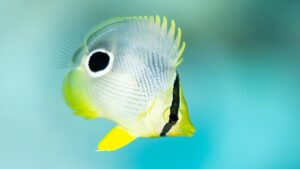 How to choose the right Butterfly species for aquariums?
