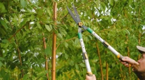 Hedge Cutting Season UK: What You Need to Know Before You Start