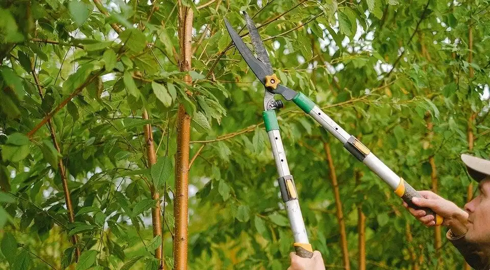 Hedge Cutting Season UK: What You Need to Know Before You Start